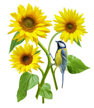 Bouquet of blooming sunflowers with little bird perching on flower isolated on transparent background. Great tit