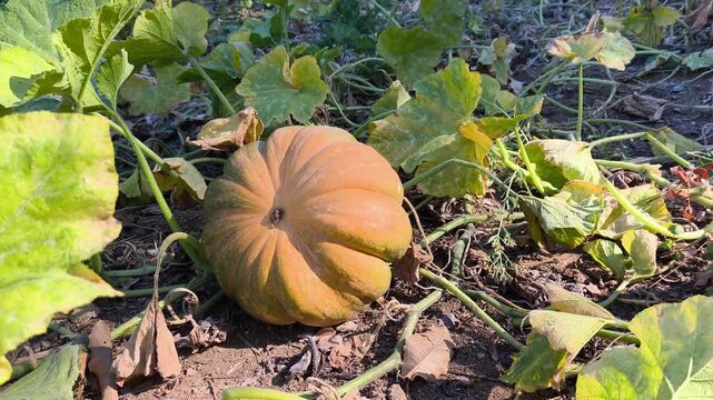 Large ripe orange pumpkin growing in a field on a farm. Close up view of raw organic squash before harvest during autumn season.