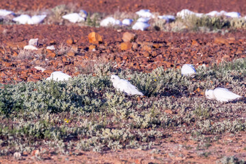 White cockatoos foraging on red earth in arid landscape © AT Media Lab