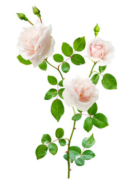 Close up of pink rose flowers with leaves isolated on transparent background