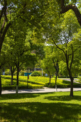 Obraz premium Sunny Green City Park with Trees and Walkway
