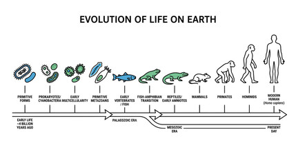 Obraz premium Evolution of Life Timeline