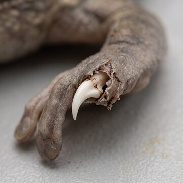 Clinical macro of a hairy frog (Trichobatrachus robustus) toe showing the exposed bony claw