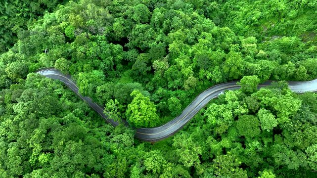 Winding road surrounded by tropical forest showcasing biodiversity conservation, Sustainable Infrastructure, Renewable Energy support, Carbon Credit opportunities, ESG leadership, and Net Zero busines