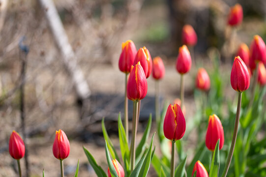 Red Tulips Blooming in Spring Garden with Copy Space and Soft Bokeh Background