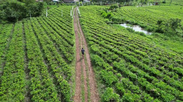 Aerial Drone View of Man Trail Running through Lush Green Tea Plantation