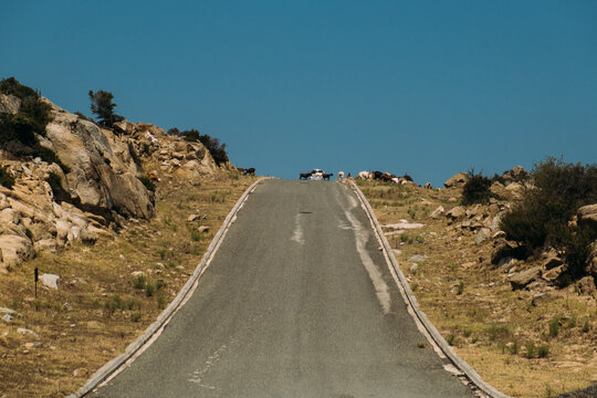View of a paved road winding through a rocky, arid landscape with a small herd of goats standing at the crest under a clear blue sky in Neos Marmaras, Greece.