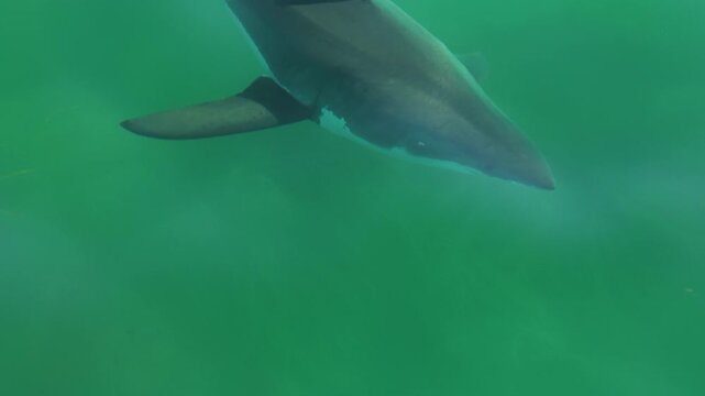 Great white shark in green water from above