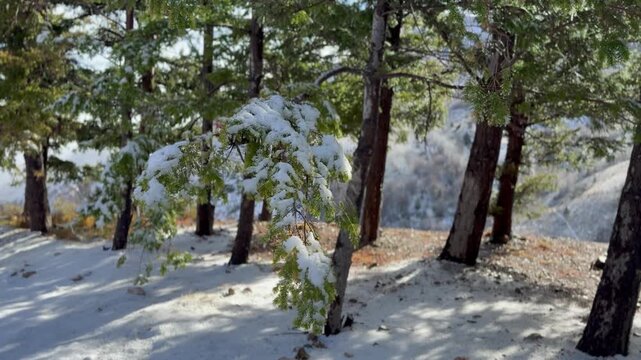 walking in the snow