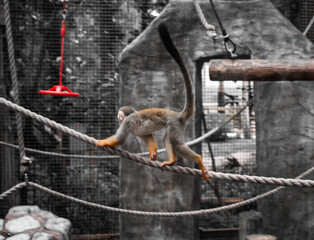 Squirrel monkey balancing on a rope in a zoo enclosure © Jader