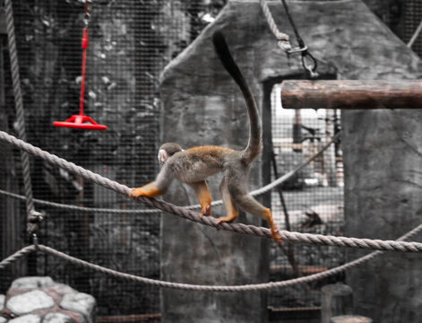 Squirrel monkey balancing on a rope in a zoo enclosure