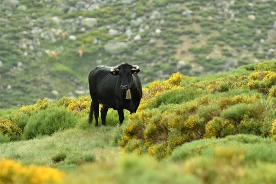 vaca avile&ntilde;a en la sierra de gredos