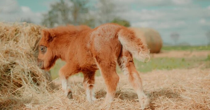 Adorable newborn pony foal makes its first attempts to stand on its legs beside its mother on a farm. Young miniature horse struggles to rise from the straw shortly after birth. High quality 4k