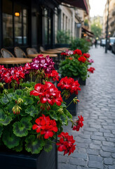 Naklejka premium Urban gardening and city lifestyle, red geranium flowers in planters on a cobblestone street outside a sidewalk cafe for travel and tourism concepts