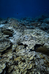 Extensive foliose hard coral reef with rocky boulders in deep blue ocean. © PIPE DIVE UNDERWATER