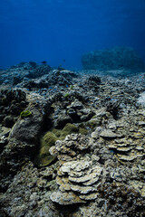 Extensive foliose hard coral reef with rocky boulders in deep blue ocean. © PIPE DIVE UNDERWATER