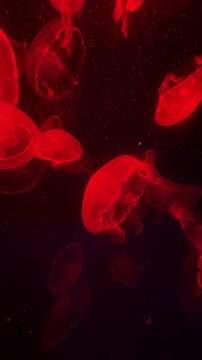 Vibrant Neon Jellyfish Swimming in Dark Blue Waters