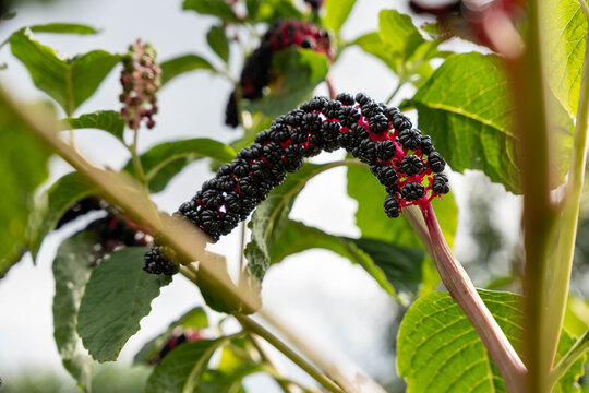 Glossy black phytolacca americana fruit cluster curves gracefully on reddish stem surrounded by broad green foliage in sunny outdoor wilderness, presenting vivid poisonous wild plant detail