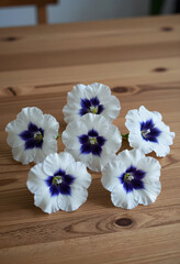 Obraz premium Springtime renewal and floral beauty, white and purple flowers arranged on a rustic wooden table for home decor and botanical wellness background