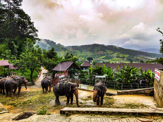 Elephants stand at a rural elephant farm in Vietnam, surrounded by tropical hills and misty mountains. Travel scene with working animals. Useful for tourism and Southeast Asia themes © Kate