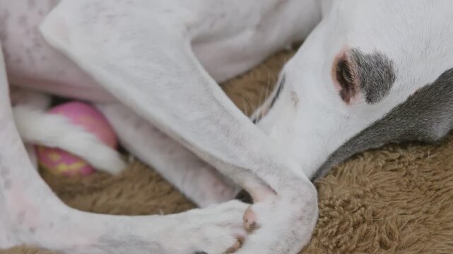 whippet dog sleeping in a bed