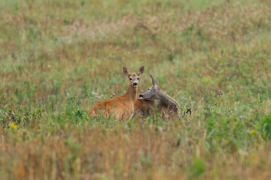 roe deer in tall grads
