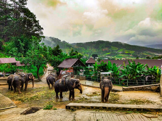 Elephants at a rural elephant farm in Vietnam, surrounded by tropical hills and misty mountains. Travel scene with working animals. Useful for tourism and Southeast Asia themes © Kate