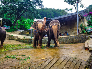 Two Asian elephants stand at a tourist elephant site in Vietnam. One raises its trunk beside another on a wet yard. Useful for travel, wildlife, tourism and Southeast Asia themes © Kate
