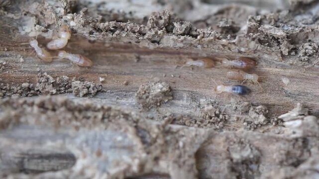 High-detail macro footage of a large colony of termites moving inside decaying wood. Ideal for home inspection, pest control, and structural defect concepts.