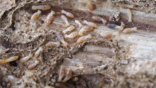 Detailed close-up shot of worker and soldier termites moving inside a hollowed wooden beam. Concept of home pest infestation and structural wood damage.