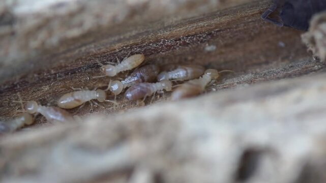 Extreme macro video of termites crawling across a damaged timber surface with soil traces. Concept of pest detection, extermination, and wood destruction.