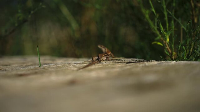 Small brown common wall lizard, podarcis muralis, sunbathing on a stone wall, moving its head and observing its surroundings with a blurred green background on a warm day