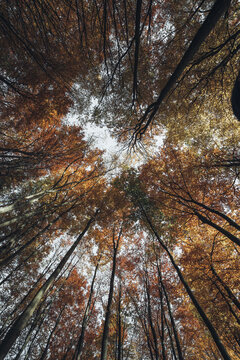 View of a vibrant beech forest canopy with golden and orange autumn leaves reaching towards the sky in Krakow, Lesser Poland Voivode, Poland.