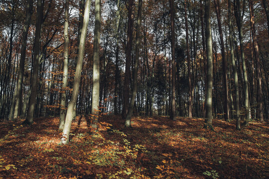 View of a serene beech forest in autumn with tall tree trunks, golden fallen leaves, and soft sunlight filtering through the canopy in Krakow, Lesser Poland Voivode, Poland.