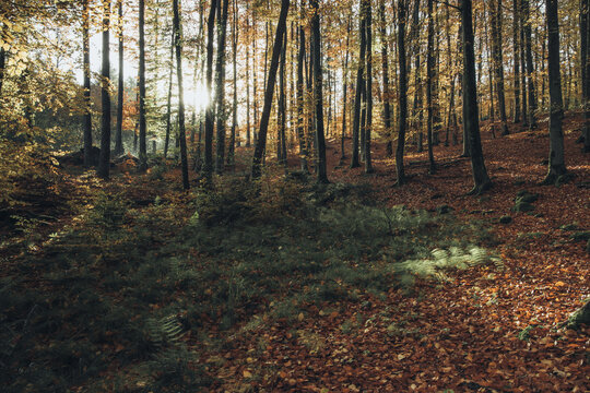 View of a sunlit beech forest during autumn with golden leaves covering the ground in Krakow, Lesser Poland Voivodeship, Poland.