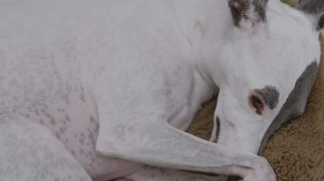 whippet dog sleeping in a bed