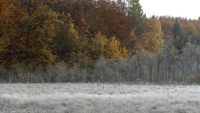 View of a frost-covered meadow in front of a vibrant autumn beech forest with colorful orange and yellow foliage in Krakow, Lesser Poland Voivode, Poland.