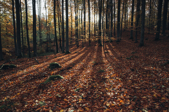 View of a beech forest in autumn with fallen leaves covering the ground and long shadows cast by sunlight filtering through the trees in Krakow, Lesser Poland Voivode, Poland.
