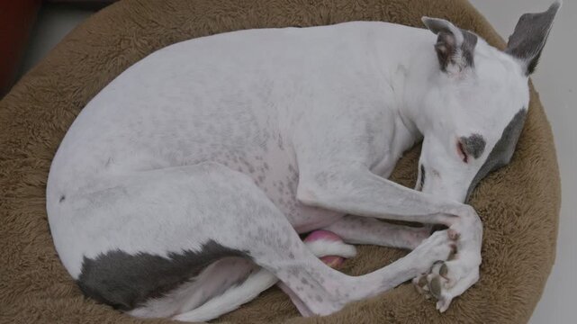 whippet dog sleeping in a bed