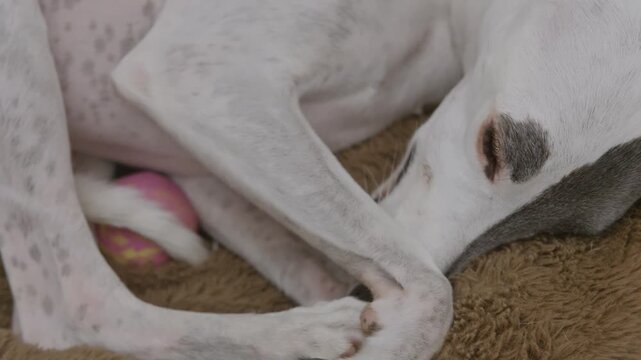 whippet dog sleeping in a bed