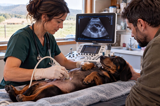 Veterinarian Performing an Ultrasound on a Calm Dog with Its Owner Veterinaria realizando una ecograf&iacute;a a un perro tranquilo junto a su due&ntilde;o