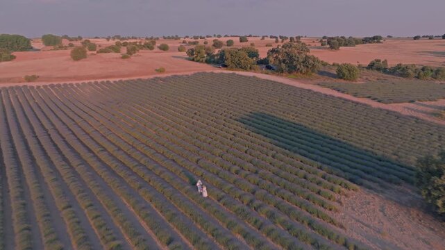 Aerial view of lavender fields with a lone tree in Brihuega, Castile-La Mancha, Spain.
