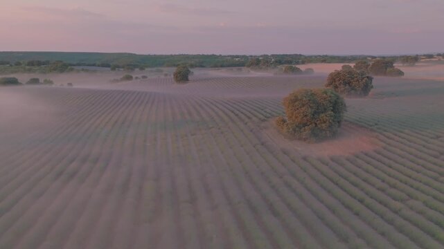 Aerial view of lavender fields covered in morning mist at sunrise in Brihuega, Castile-La Mancha, Spain.