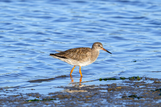 Common redshank (Tringa totanus) adult in non-breeding plumage foraging in shallow water of saltmarsh in autumn / fall