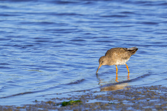 Common redshank (Tringa totanus) adult in non-breeding plumage foraging in shallow water of saltmarsh in autumn / fall