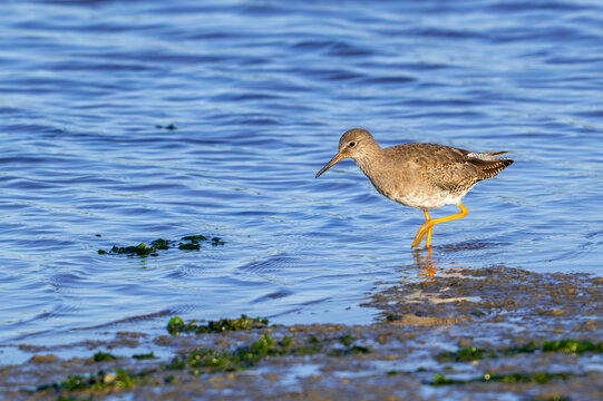 Common redshank (Tringa totanus) adult in non-breeding plumage foraging in shallow water of saltmarsh in autumn / fall