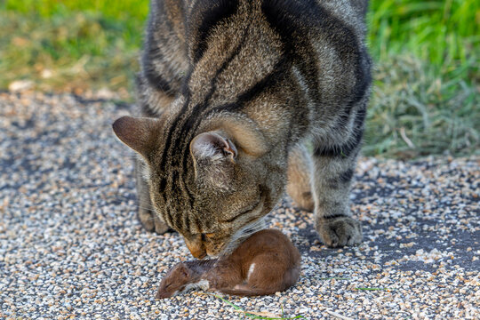 Domestic cat / house cat playing with killed least weasel prey / little weasel / common weasel (Mustela nivalis) caught in field