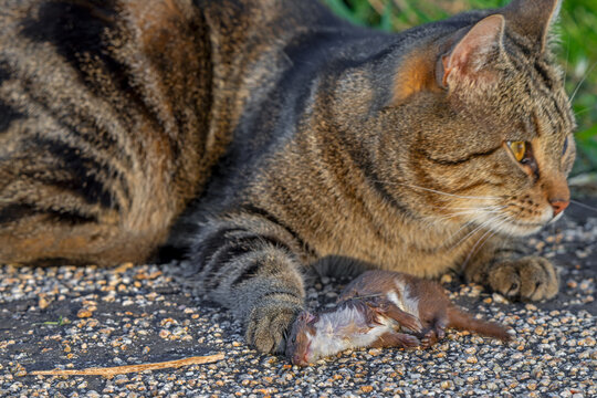 Domestic cat / house cat playing with killed least weasel prey / little weasel / common weasel (Mustela nivalis) caught in field