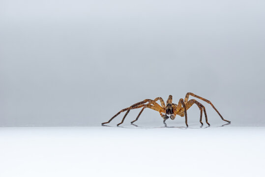 Giant house spider (Eratigena atrica / Tegenaria atrica / Tegenaria duellica / Tegenaria gigantea) crawling up the edge of bathtub in autumn / fall