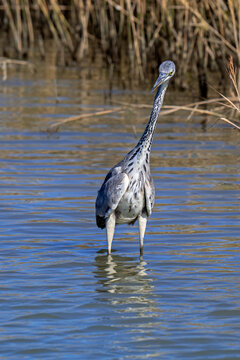 Grey heron (Ardea cinerea) young in first winter plumage foraging in shallow water of lake in autumn / fall